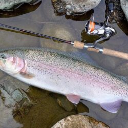 出遅れで苦戦　～天竜川ルアーフライテンカラ専用区～